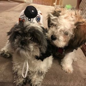 Meet your Posher, Trisha